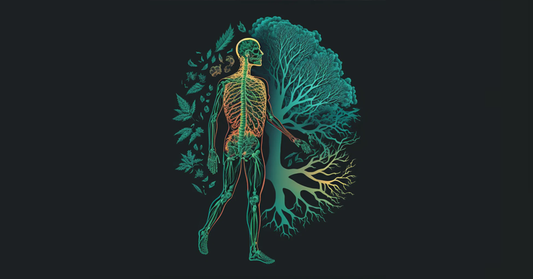 Endocannabinoid system